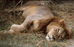 Lion sleeping