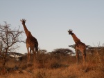 giraffe Ndutu