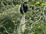 black & white colobus / colobe guereza, Arusha NP
