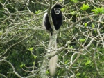 colobus / colobe