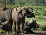 buffaloes / buffles, Arusha NP