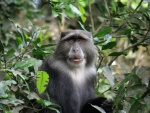 blue monkey / singe bleu, Arusha NP