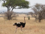 male ostrich / autruche mâle, Tarangire