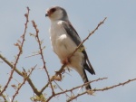 pigmy falcon / faucon pigmé