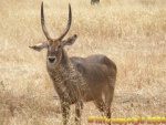 defassa waterbuck / cobe defassa