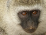 Vervet in Serengeti