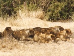 lionesses