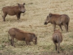 warthogs