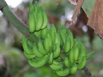 bananes