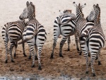 zebras