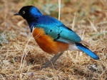 superb starling