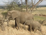 elephants in Tarangire