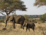 elephants, Tarangire