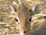 dik dik