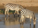 zebras