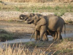 elephants, Tarangire National Park