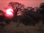 Tarangire sunrise