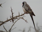 Namaqua dove / Tourterelle du Cap