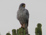 goshawk / autour