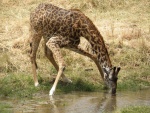 giraffe, Tarangire