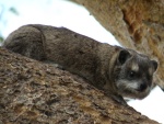 tree hyrax / daman d'arbres