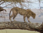 leopard, Tarangire