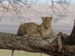 leopard  in Tarangire