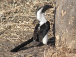 hornbill in Tarangire