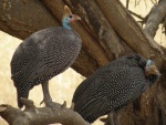 helmeted guineafowls / pintades de Numidie, Tarangire