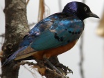 superb starling in Tarangire