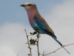 Lilac in Tarangire National Park