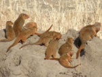 mangoose in Tarangire / mangouste dans le Tarangire