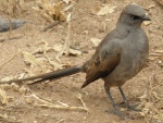 AshyStarling (sprèo cendré) in Tarangire