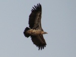 vulture in Tarangire National Park