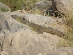 monitor in Tarangire National Park