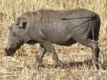 warthog in Tarangire National Park