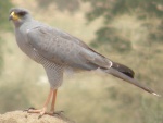 goshawk / autour