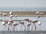 lesser flamingoes / flamants nains, Lake Natron