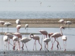 flamingos in lake Natron / flamands au lac Natron