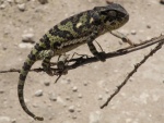 chameleon in serengeti / cameleon dans le Serengeti