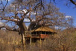 Treetops Tarangire up in the Baobab