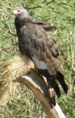 Eagle in Lake Natron area