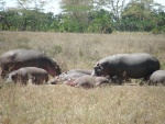 hippopotamus, Seronera  