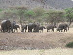elephants, Serengeti
