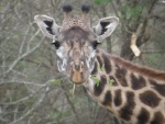 giraffe, Serengeti