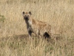 hyena, Serengeti