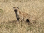 hyena