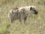 young hyena, Serengeti