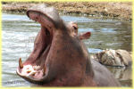 hippopotamus, Retima pool