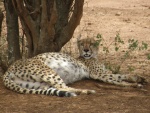 cheetah / guépard, Seronera